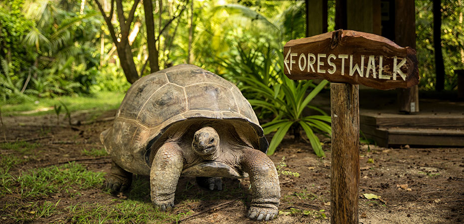 Seychellen Reisetipps - Urlaub, Hotel, Luxusurlaub - Denis Island, Forest Walk