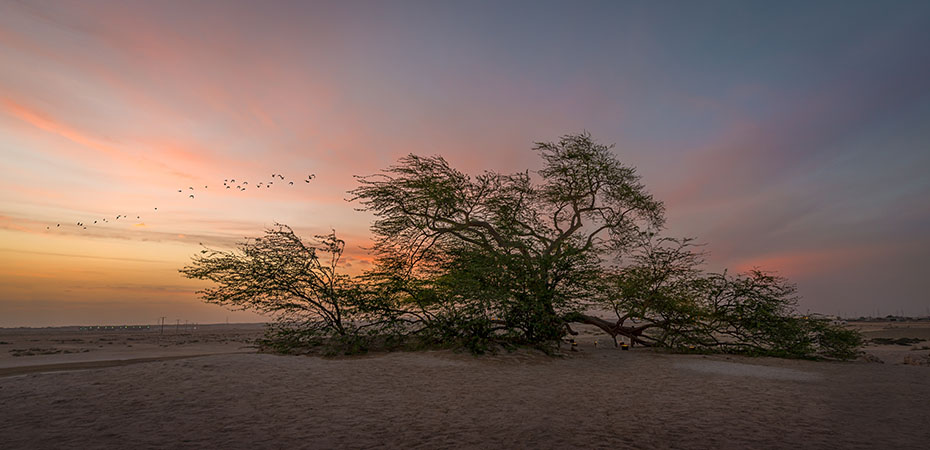 Bahrain Reisetipps - Urlaub, Hotel, Luxusurlaub - Tree of Life