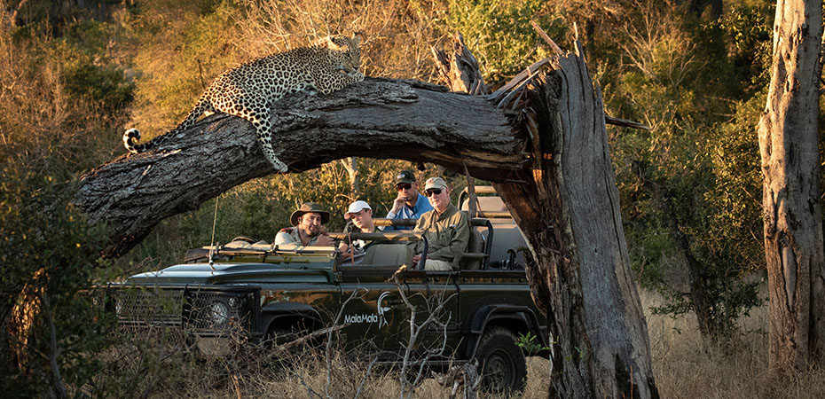 Südafrika Reisetipps - Urlaub, Hotel, Luxusurlaub - Safari